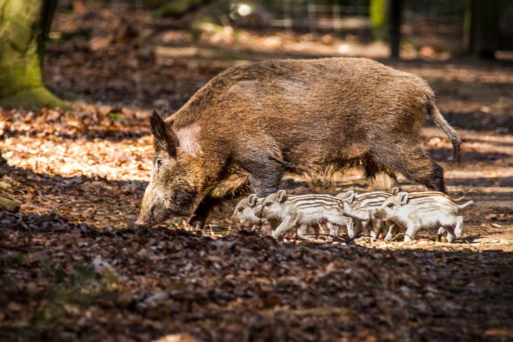 Lodges Veluwse Poort Dieren Exteriör bild